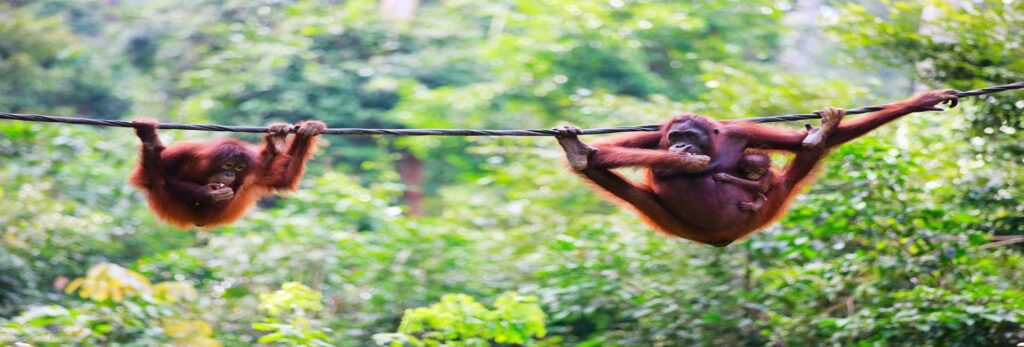 0-Orangutans-Sabah4